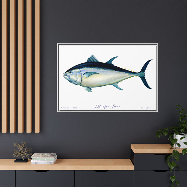 Bluefin Tuna Framed Canvas Fish Art Print