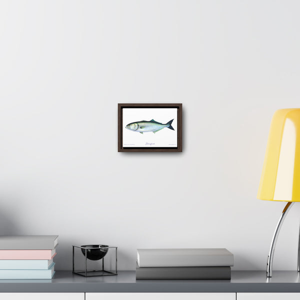 Framed Bluefish Canvas Fish Wall Art Print by Charles Harden - Free Shipping