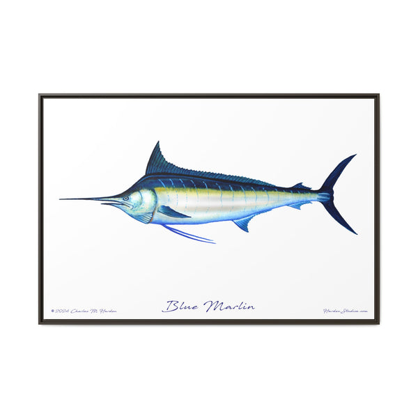 Framed Blue Marlin Canvas Fish Wall Art Print by Charles Harden