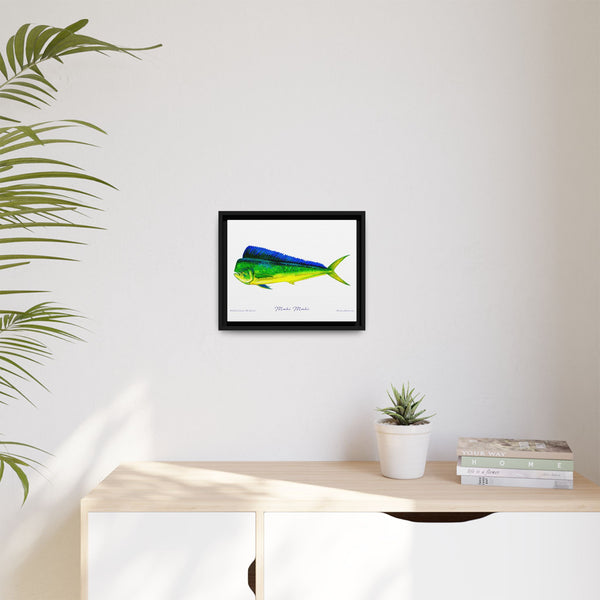 Mahi Mahi Framed Canvas Fish Art Print