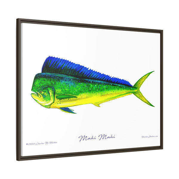 Mahi Mahi Framed Canvas Fish Art Print