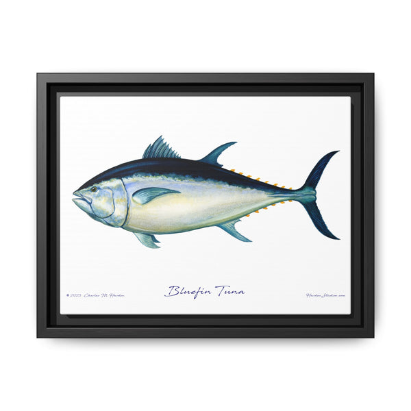 Bluefin Tuna Framed Canvas Fish Art Print