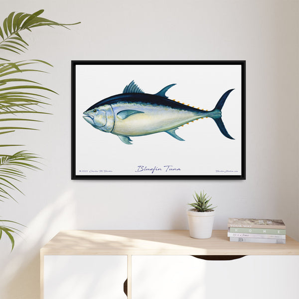 Bluefin Tuna Framed Canvas Fish Art Print