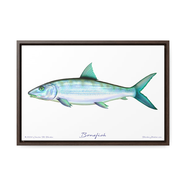 Framed Bonefish Canvas Fish Wall Art Print with Free Shipping