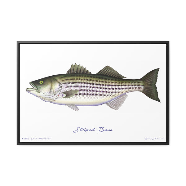 Striped Bass Fish Art