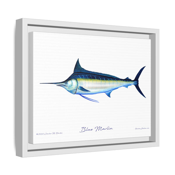 Framed Blue Marlin Canvas Fish Wall Art Print by Charles Harden