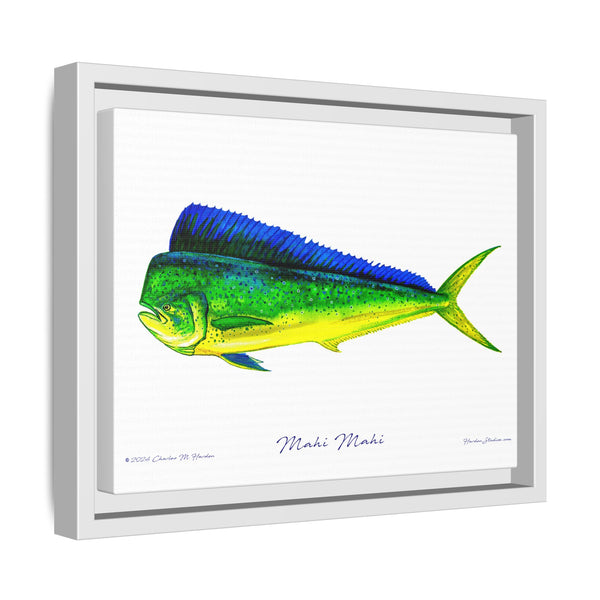 Mahi Mahi Framed Canvas Fish Art Print