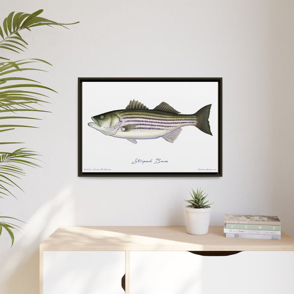 Striped Bass Framed Canvas Fish Art Print