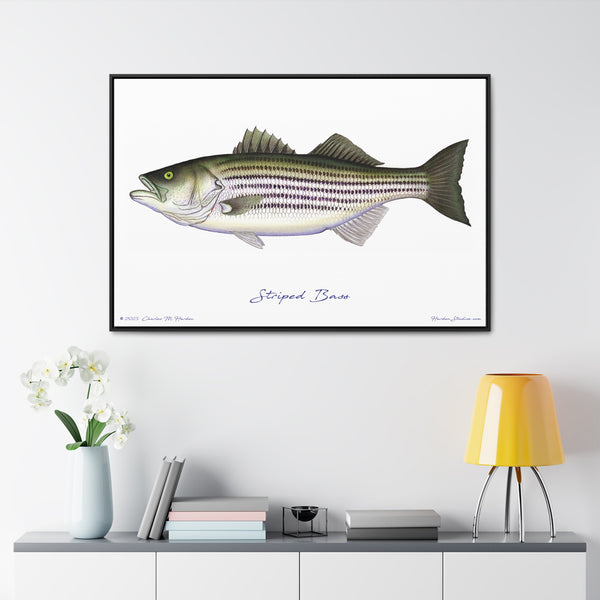 Striped Bass Fish Art