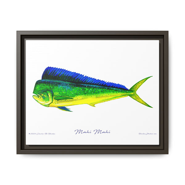 Mahi Mahi Framed Canvas Fish Art Print