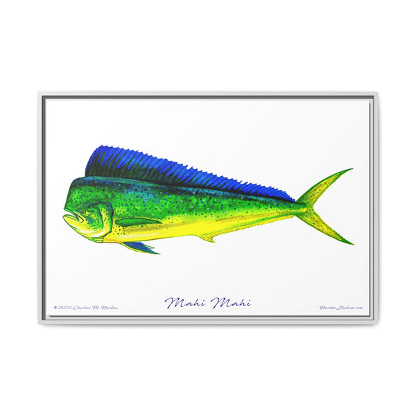 Mahi Mahi Framed Canvas Fish Art Print