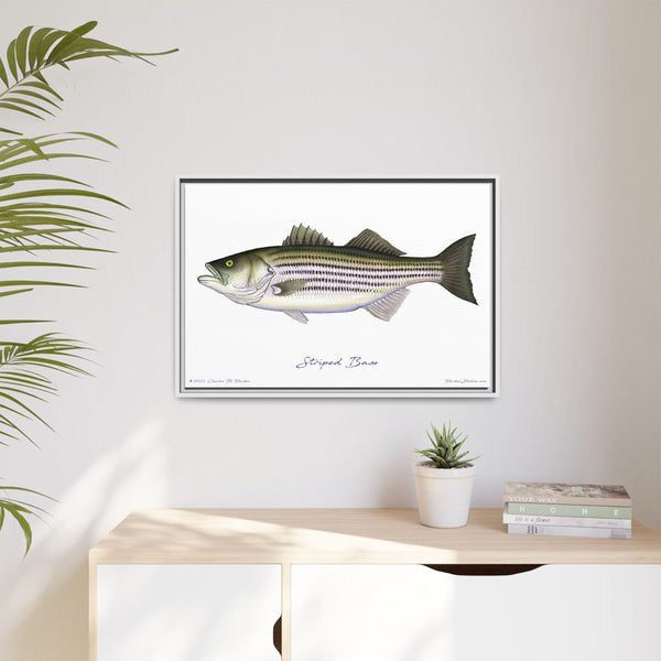 Striped Bass Framed Canvas Fish Art Print