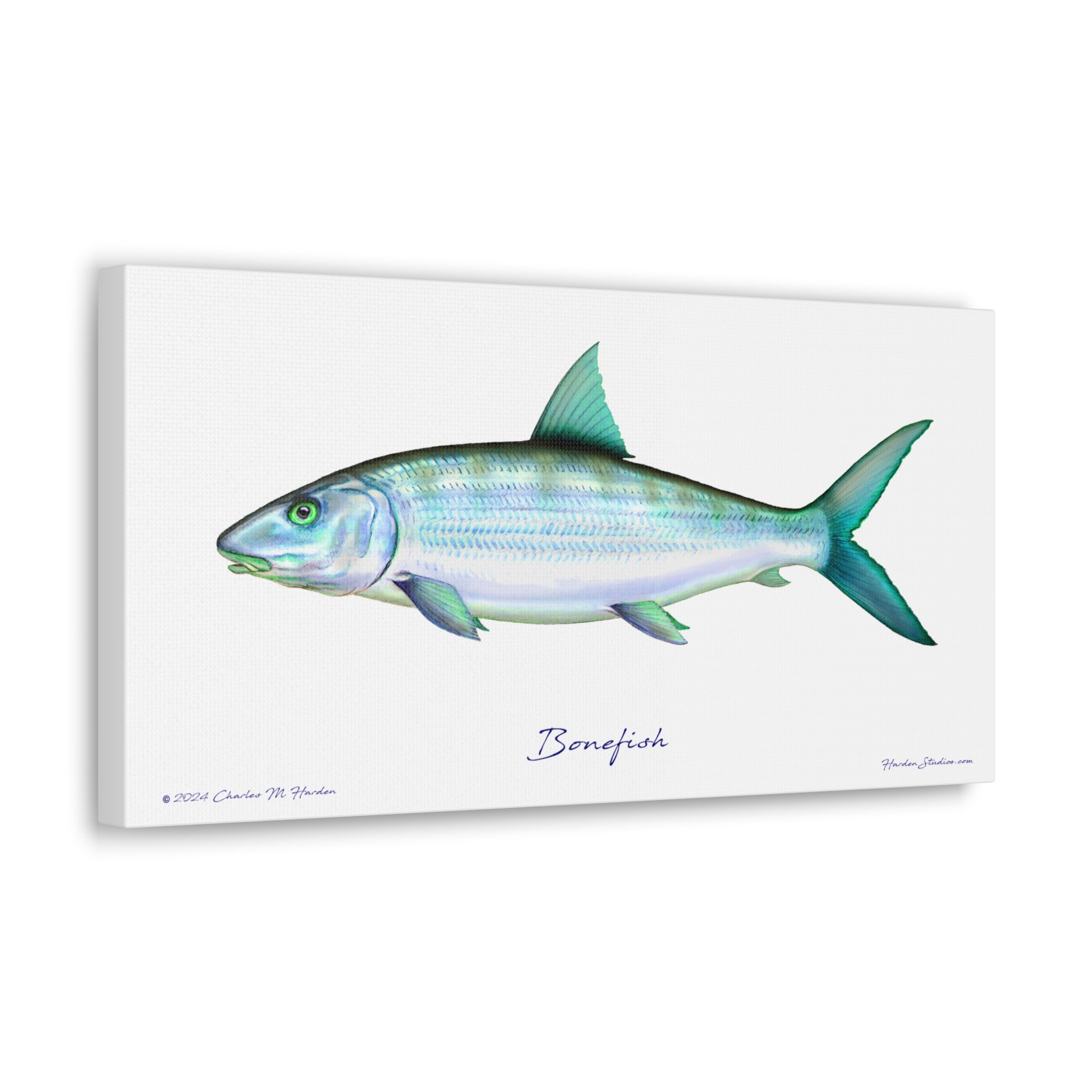 Bonefish Canvas Wall Art Print