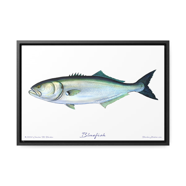 Framed Bluefish Canvas Fish Wall Art Print by Charles Harden - Free Shipping