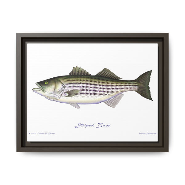 Striped Bass Framed Canvas Fish Art Print