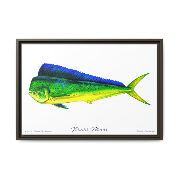 Mahi Mahi Framed Canvas Fish Art Print