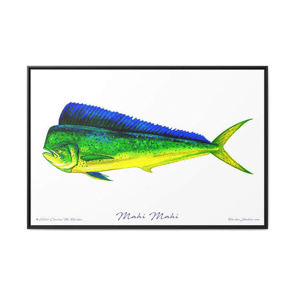 Mahi Mahi Framed Canvas Fish Art Print