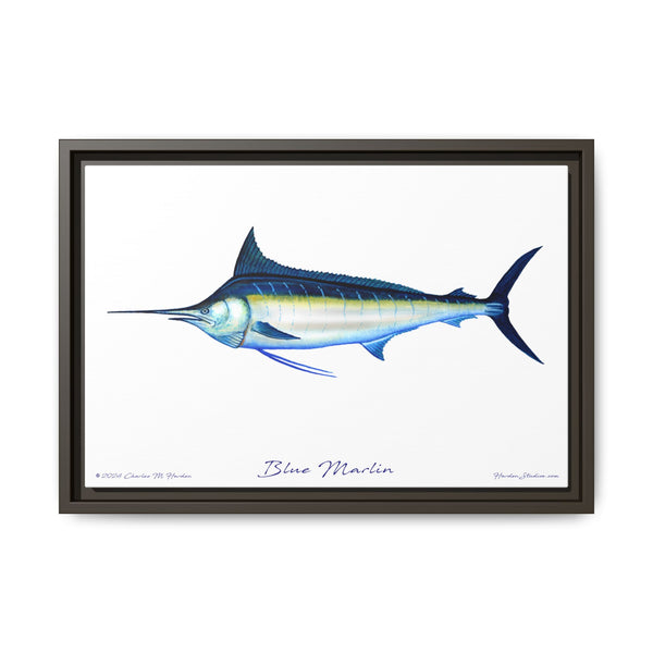 Framed Blue Marlin Canvas Fish Wall Art Print by Charles Harden