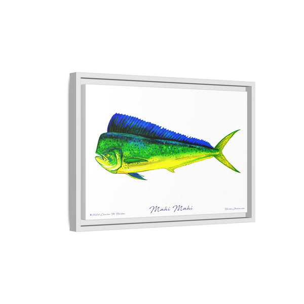 Mahi Mahi Framed Canvas Fish Art Print