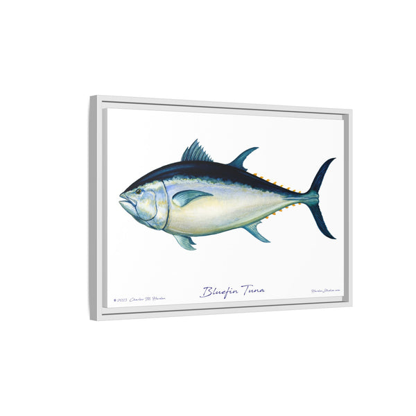 Bluefin Tuna Framed Canvas Fish Art Print