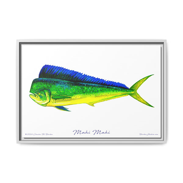 Mahi Mahi Framed Canvas Fish Art Print