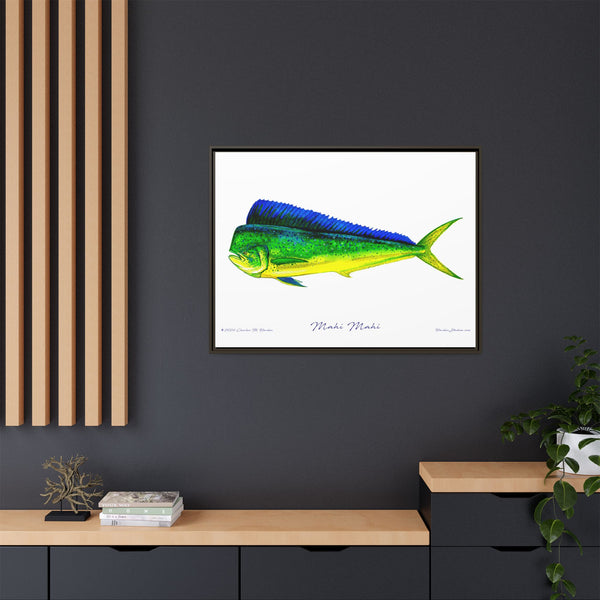 Mahi Mahi Framed Canvas Fish Art Print