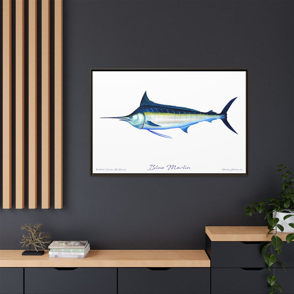 Framed Blue Marlin Canvas Fish Wall Art Print by Charles Harden