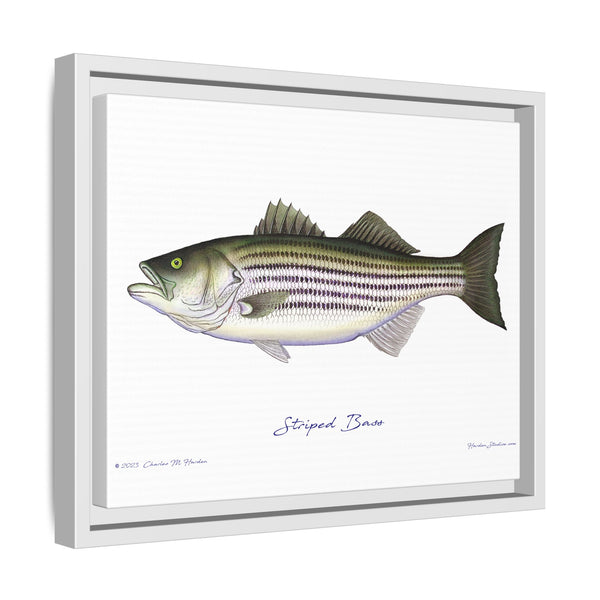 Striped Bass Framed Canvas Fish Art Print