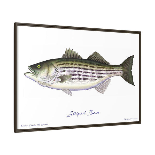 Striped Bass Framed Canvas Fish Art Print