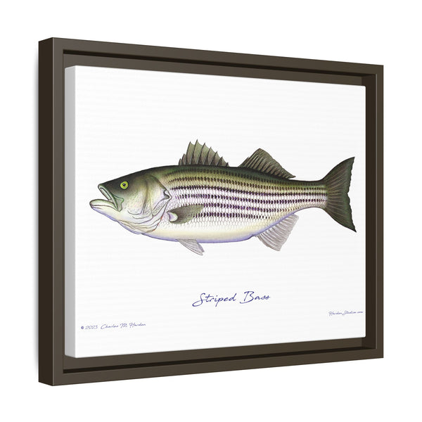 Striped Bass Framed Canvas Fish Art Print