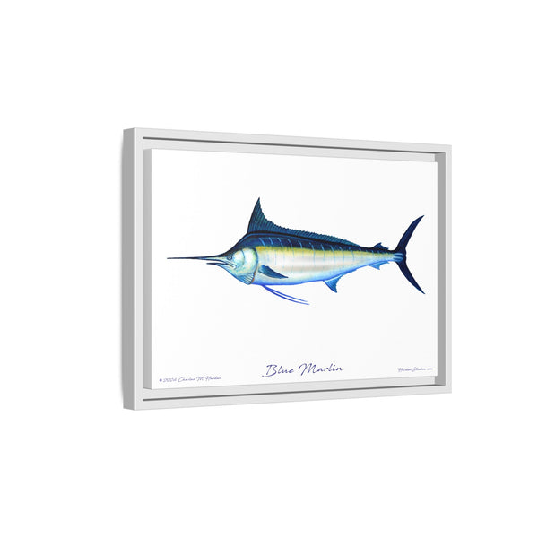 Framed Blue Marlin Canvas Fish Wall Art Print by Charles Harden