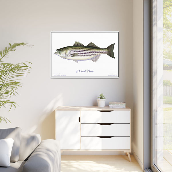 Striped Bass Framed Canvas Fish Art Print