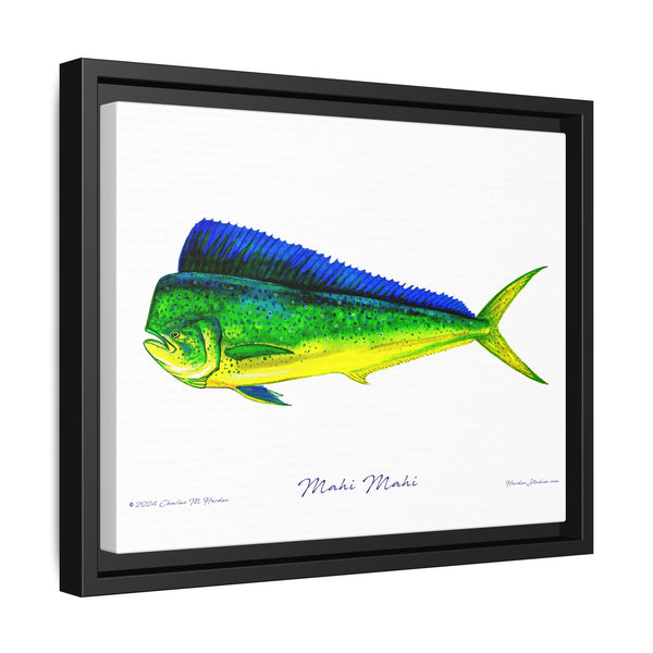 Mahi Mahi Framed Canvas Fish Art Print