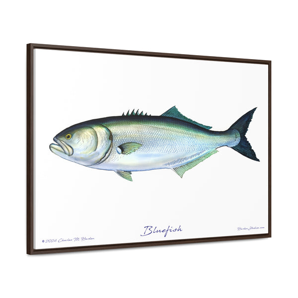 Framed Bluefish Canvas Fish Wall Art Print by Charles Harden - Free Shipping