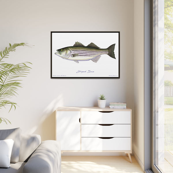 Striped Bass Framed Canvas Fish Art Print