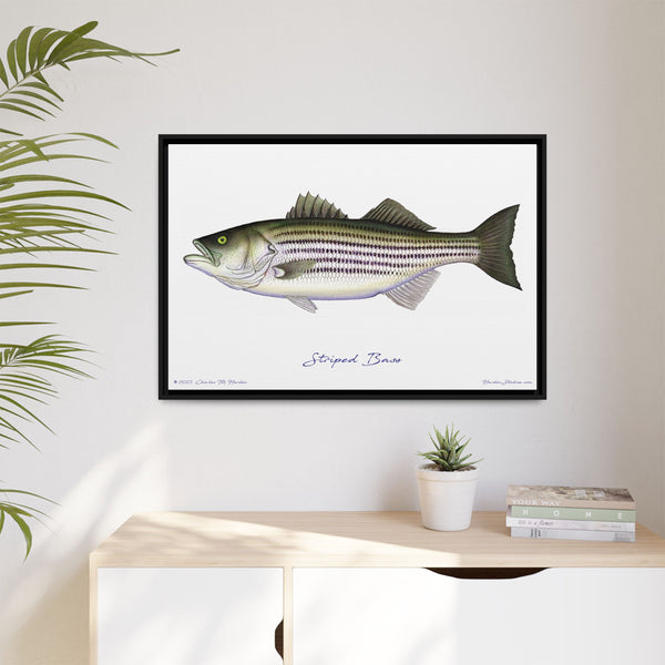 Striped Bass Framed Canvas Fish Art Print