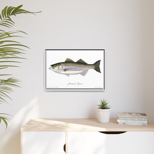 Striped Bass Framed Canvas Fish Art Print