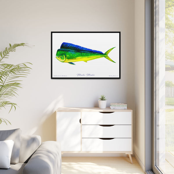 Mahi Mahi Framed Canvas Fish Art Print