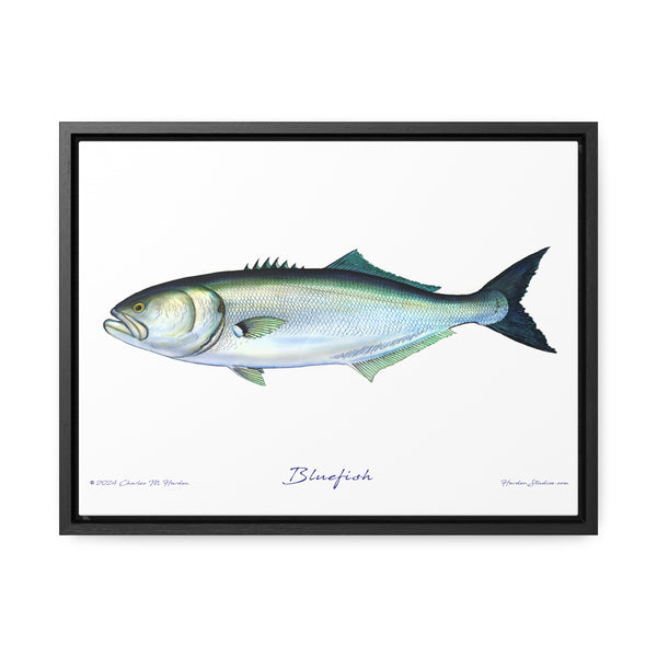 Framed Bluefish Canvas Fish Wall Art Print by Charles Harden - Free Shipping