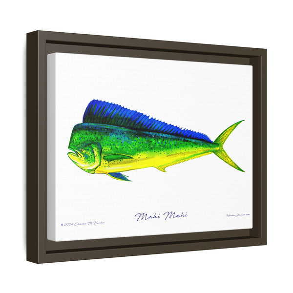 Mahi Mahi Framed Canvas Fish Art Print