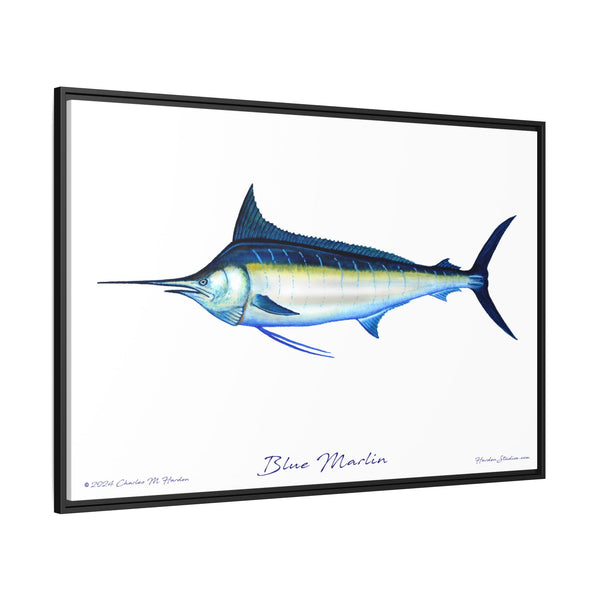 Framed Blue Marlin Canvas Fish Wall Art Print by Charles Harden