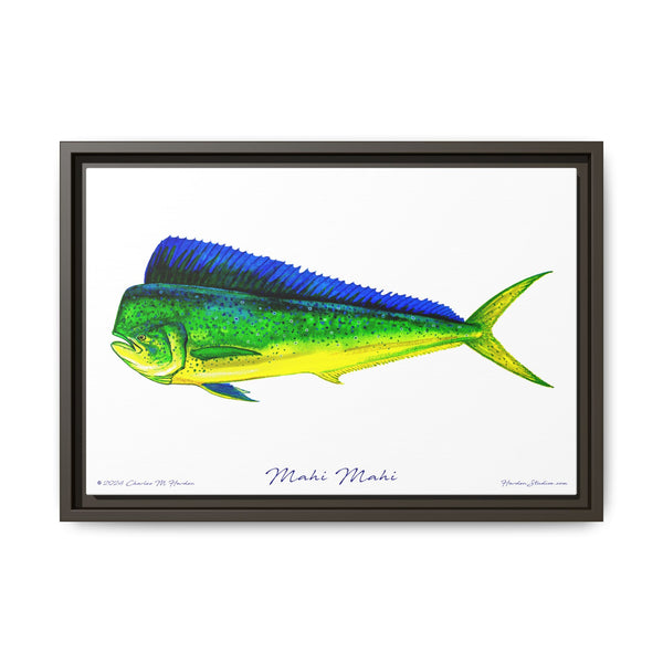 Mahi Mahi Framed Canvas Fish Art Print