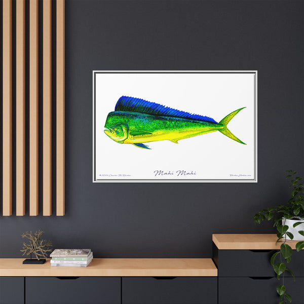 Mahi Mahi Framed Canvas Fish Art Print