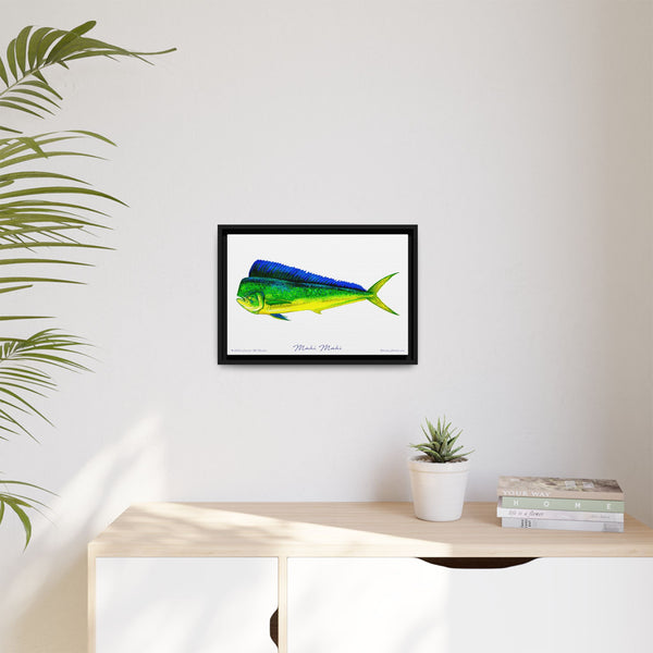 Mahi Mahi Framed Canvas Fish Art Print