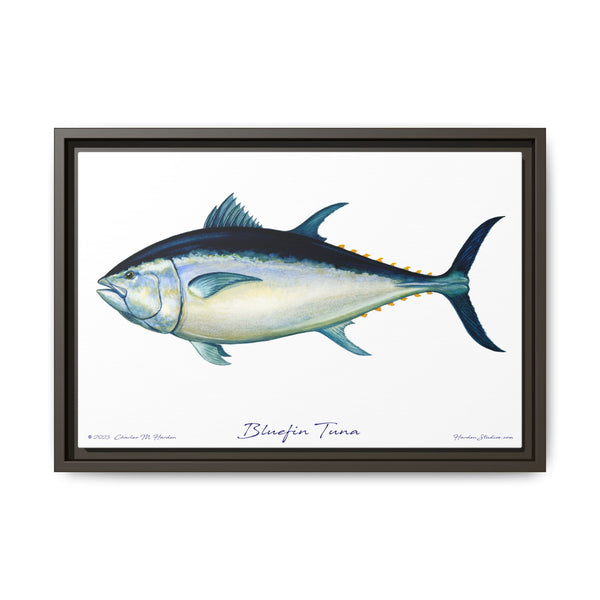 Bluefin Tuna Framed Canvas Fish Art Print