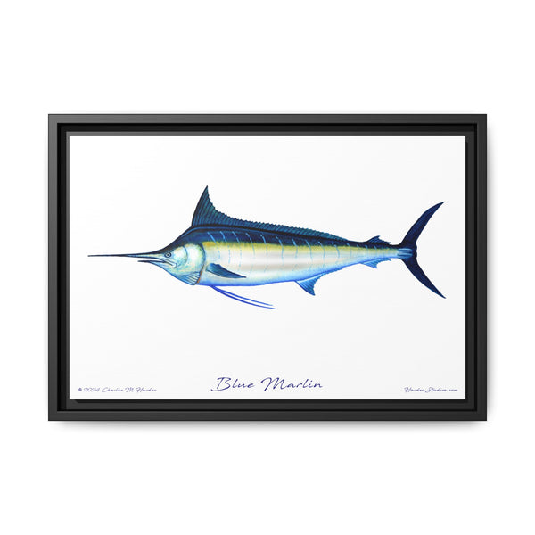 Framed Blue Marlin Canvas Fish Wall Art Print by Charles Harden