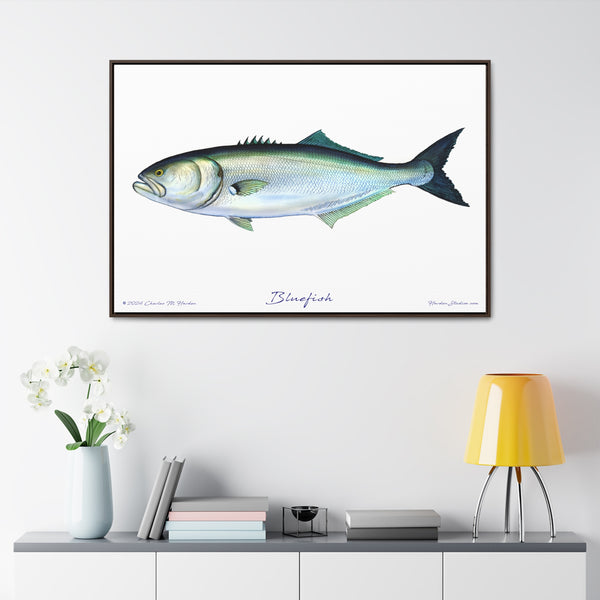 Framed Bluefish Canvas Fish Wall Art Print by Charles Harden - Free Shipping