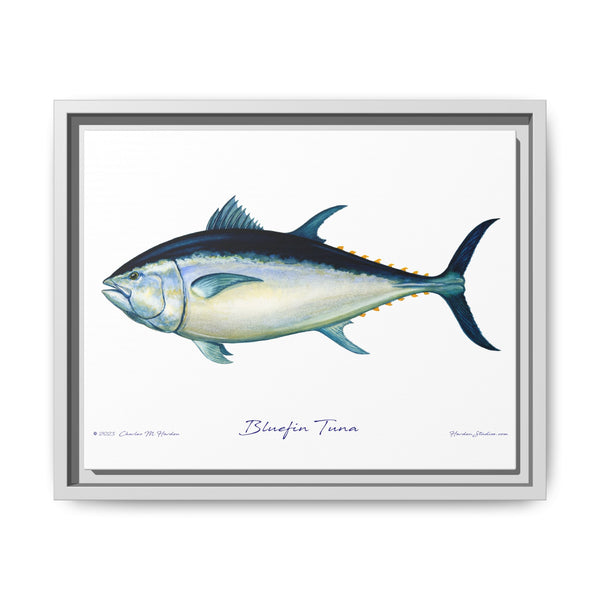 Bluefin Tuna Framed Canvas Fish Art Print