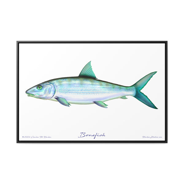 Framed Bonefish Canvas Fish Wall Art Print with Free Shipping