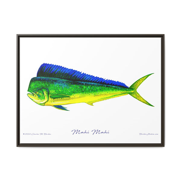 Mahi Mahi Framed Canvas Fish Art Print